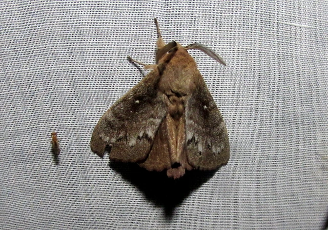 Dendrolimus pini - fenyőpohók