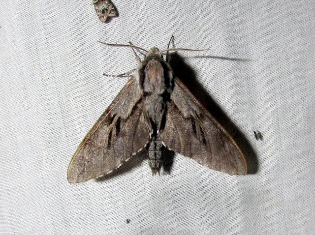 Hyloicus pinastri - fenyőszender