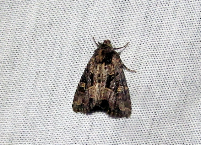 Mesapamea secalella/secalis