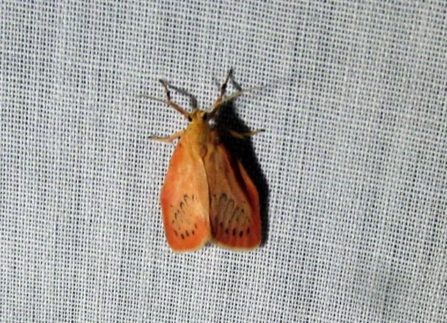 Miltochrista miniata - piros medvelepke