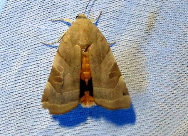 Noctua fimbriata - szélessávú sárgafűbagoly