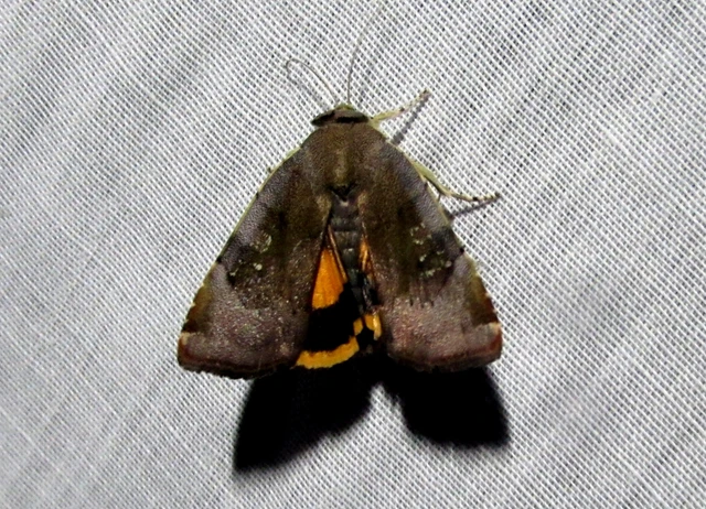 Noctua janthe - lappangó sárgafűbagoly