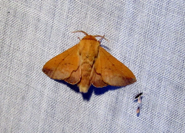 Phyllodesma tremulifolia - nyárlevélpohók