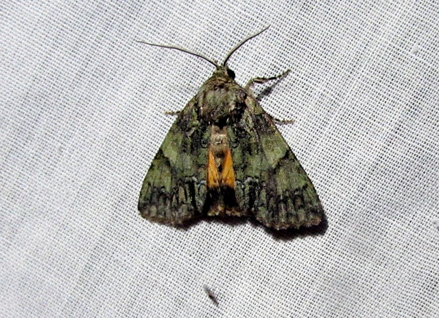 Polyphaenis sericata - selyemfényű erdeibagoly