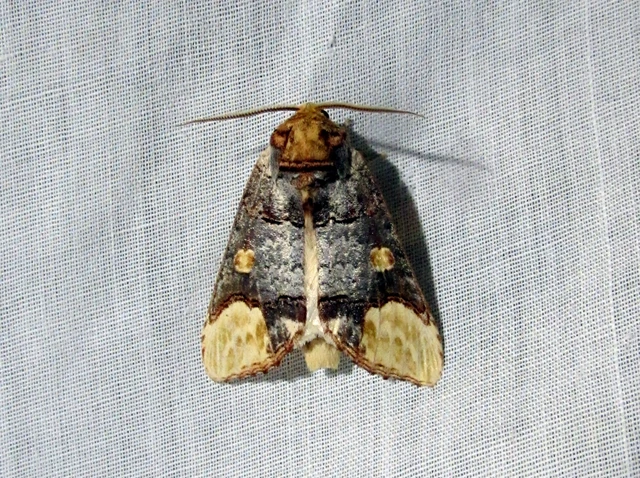Phalera bucephaloides - magyar púposszövő