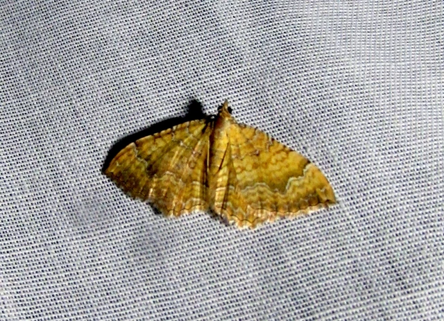 Camptogramma bilineata - kétvonalas sávosaraszoló