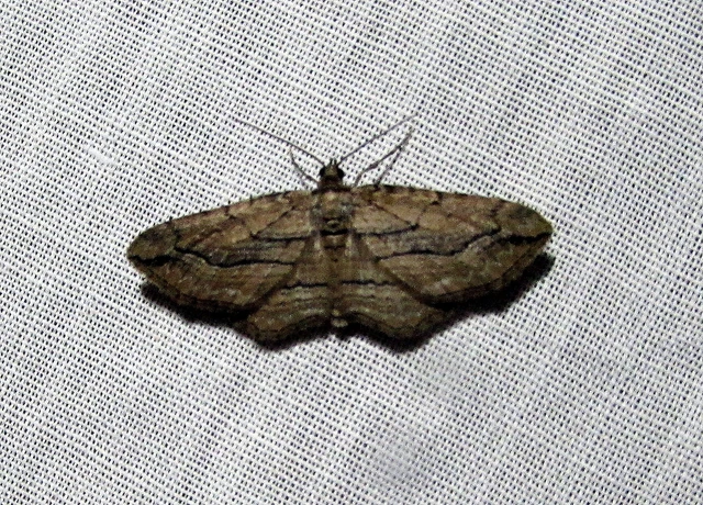 Horisme corticata - barna iszalagaraszoló
