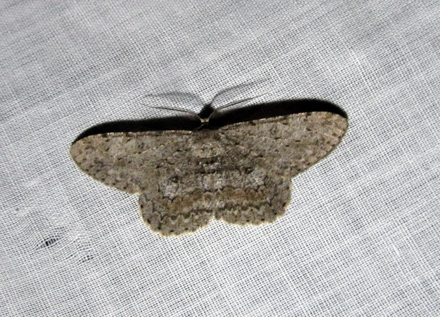 Hypomecis punctinalis - pettyes faaraszoló