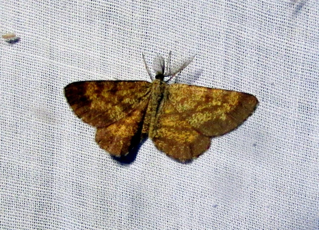 Ematurga atomaria - barna rétiaraszoló