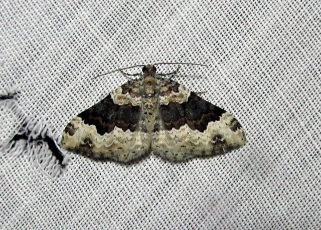 Epirrhoe galiata - sávos galajaraszoló