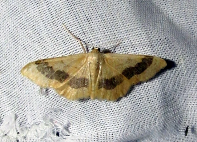 Idaea aversata - nagy sávosaraszoló