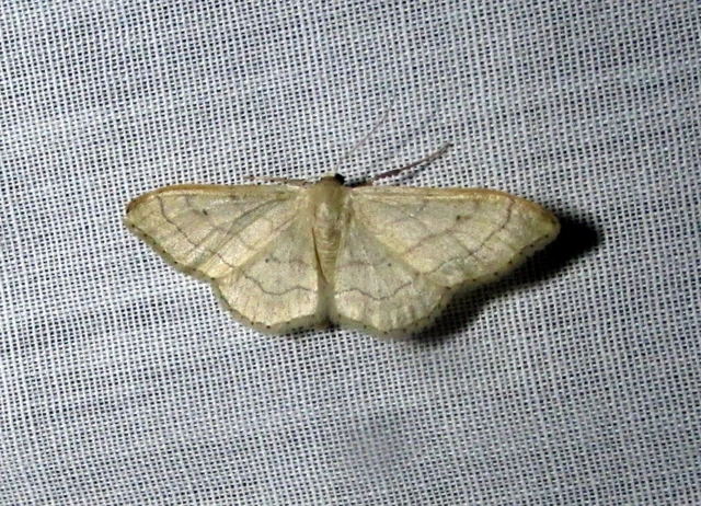 Idaea aversata - nagy sávosaraszoló