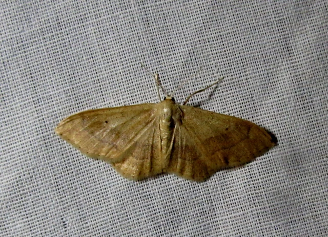 Idaea aversata - nagy sávosaraszoló