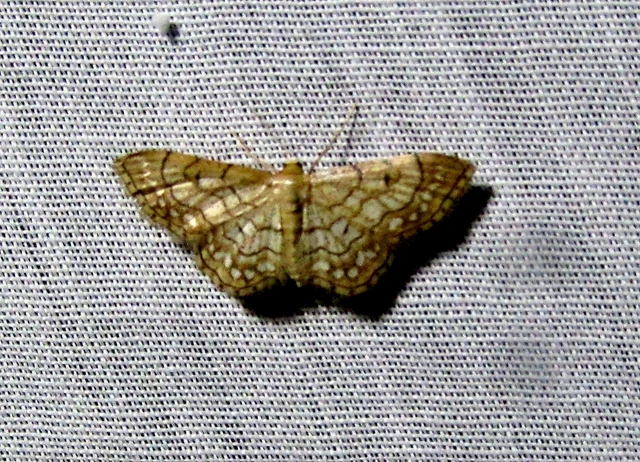 Idaea moniliata - gyöngyös apróaraszoló