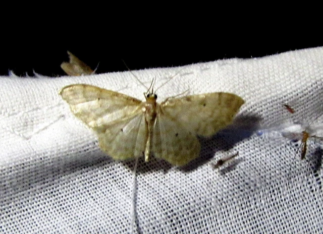 Idaea fuscovenosa - szürkeszélű apróaraszoló