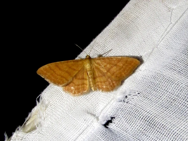 Idaea ochrata - okkerszínű sávosaraszoló