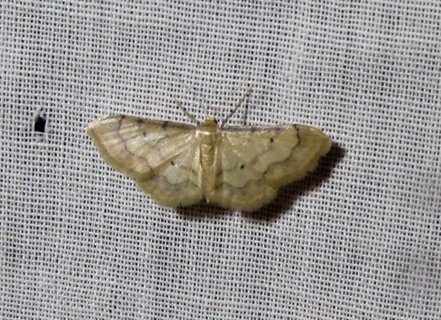 Idaea politaria - vonalas apróaraszoló