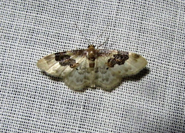 Idaea rusticata - tarka apróaraszoló