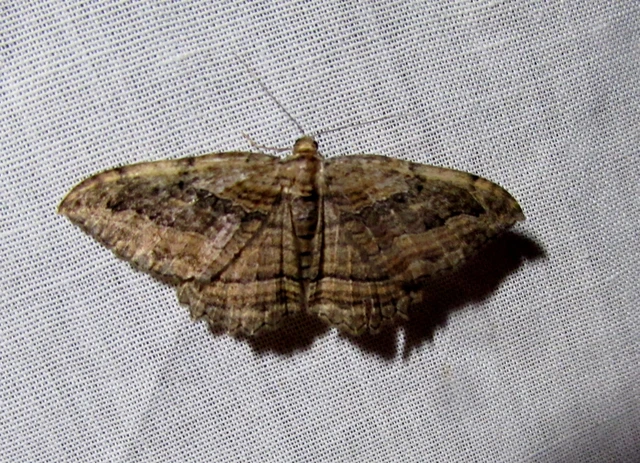 Philereme transversata - varjútövis-araszoló