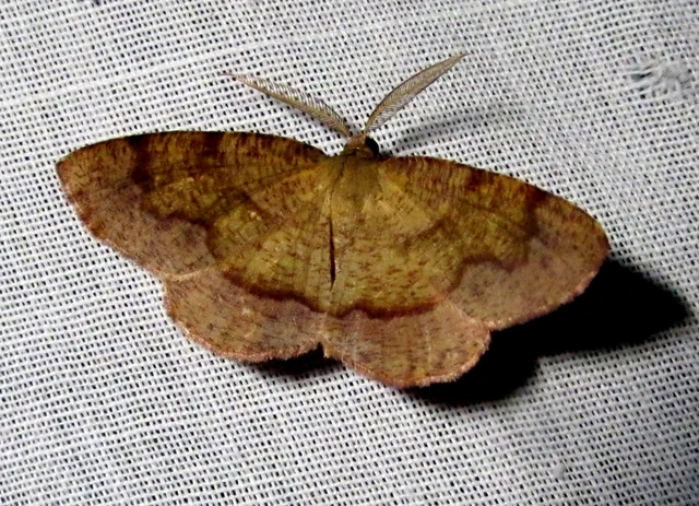 Plagodis pulveraria - szemcsés araszoló