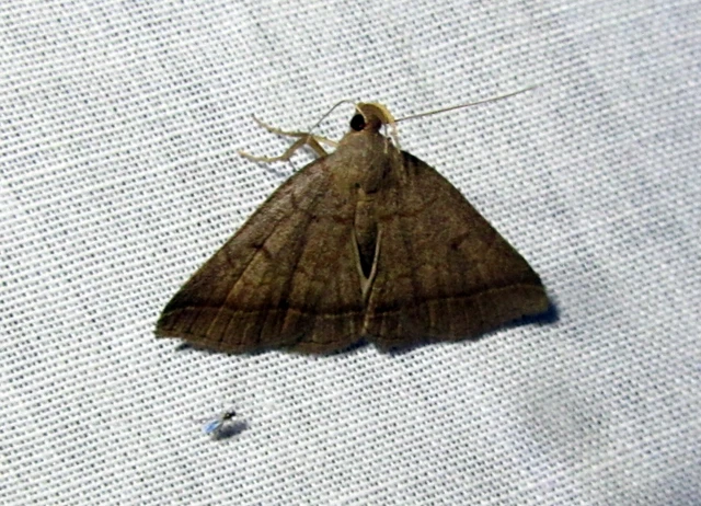 Zanclognatha lunalis - pelyheslábú karcsúbagoly