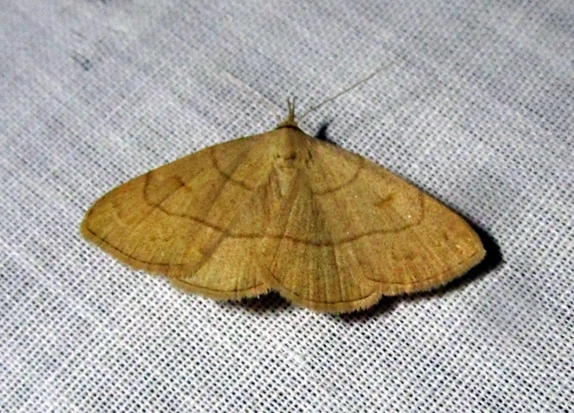 Paracolax tristalis - sárgás karcsúbagoly
