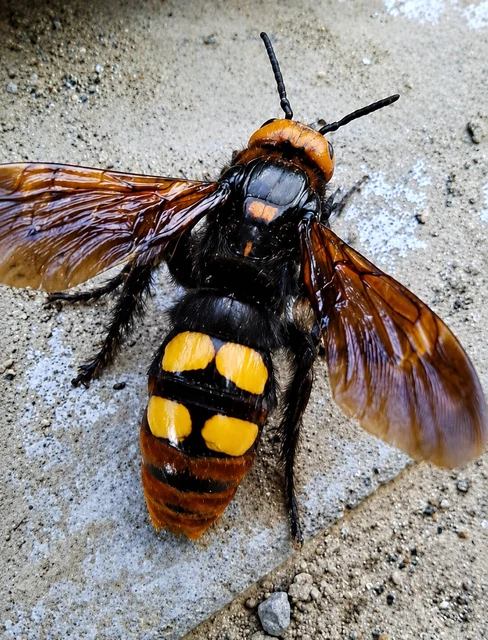 Megascolia maculata - óriás-tőrösdarázs