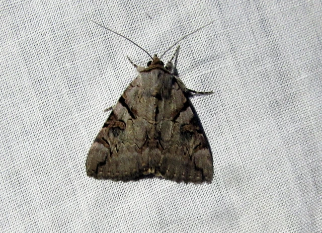 Catocala hymenaea - kökény-övesbagoly