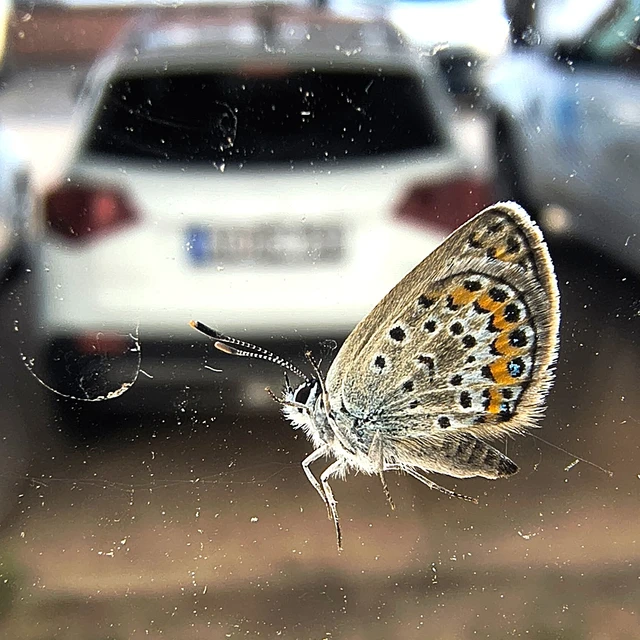 Plebejus argus - ezüstös boglárka