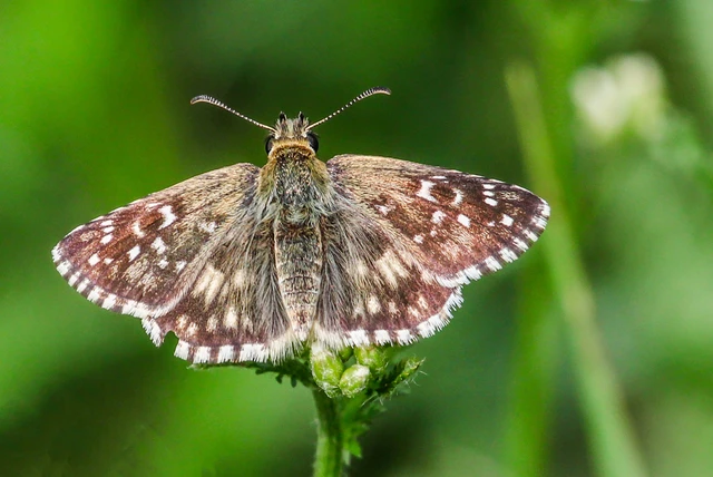 Pyrgus armoricanus - feles busalepke