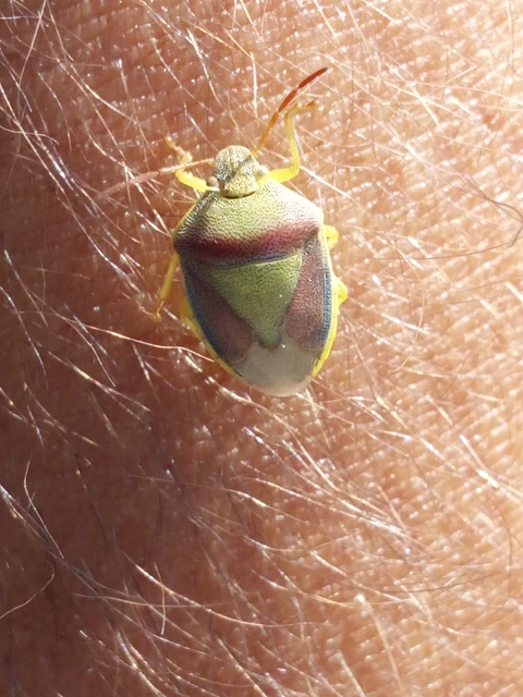 Piezodorus lituratus - bíboros címerespoloska Piezodorus lituratus - bíboros címerespoloska