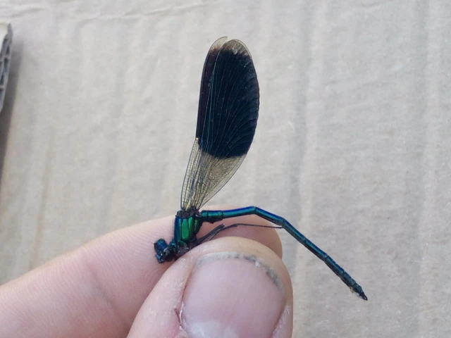 Calopteryx splendens - sávos szitakötő