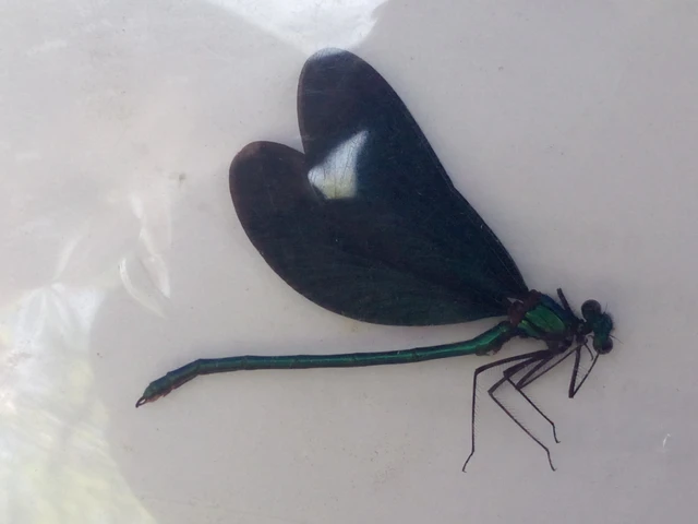 Calopteryx virgo - kisasszony-szitakötő