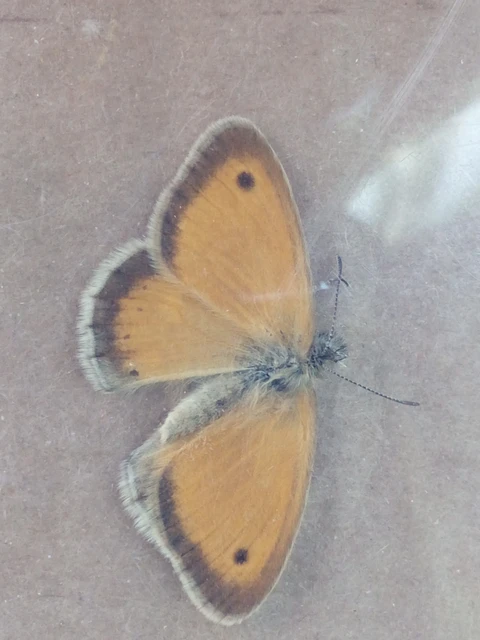 Coenonympha pamphilus - kis szénalepke