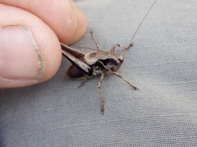 Pholidoptera griseoaptera - szürke avarszöcske Pholidoptera griseoaptera - szürke avarszöcske