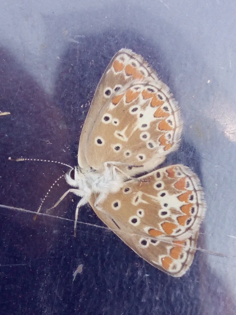 Aricia agestis - szerecsenboglárka