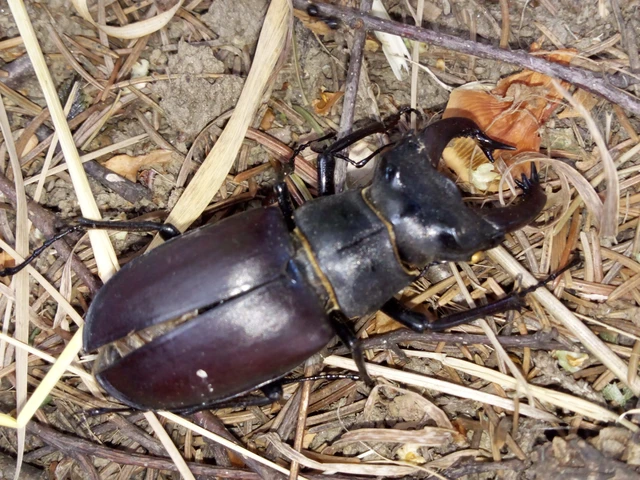 Lucanus cervus - nagy szarvasbogár