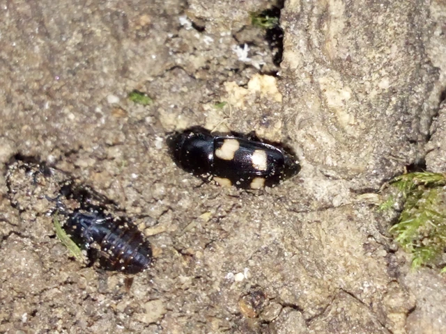 Glischrochilus quadrisignatus - amerikai fénybogár Glischrochilus quadrisignatus - amerikai fénybogár