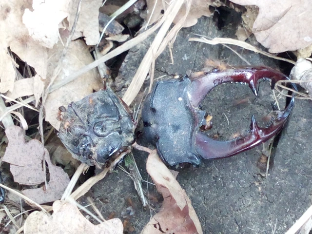 Lucanus cervus - nagy szarvasbogár