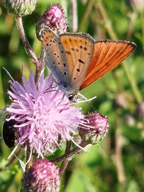 Lycaena thersamon - kis tűzlepke