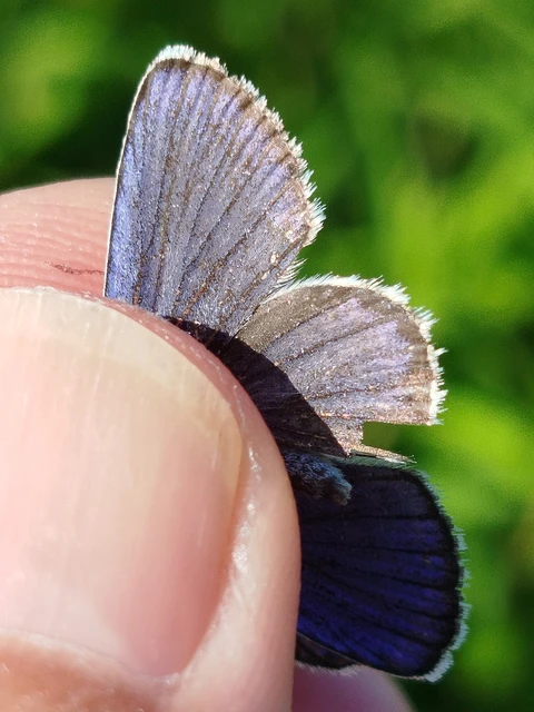Plebejus argyrognomon - tintakék boglárka