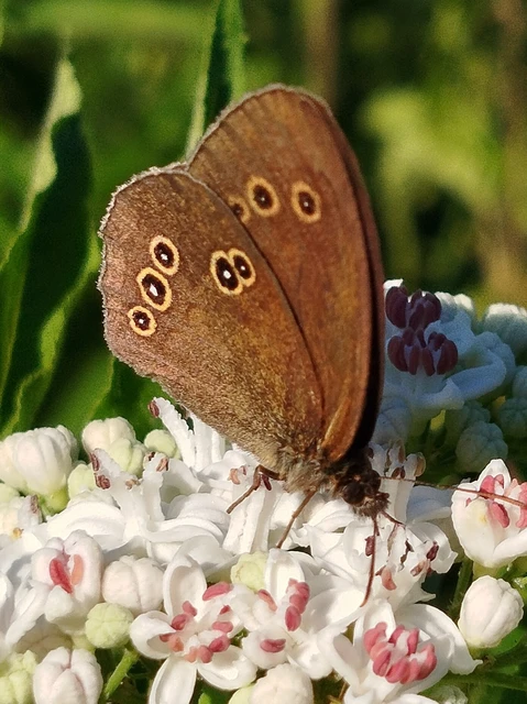 Aphantopus hyperanthus - közönséges ökörszemlepke