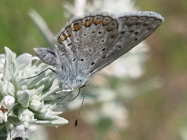 Polyommatus icarus - közönséges boglárka