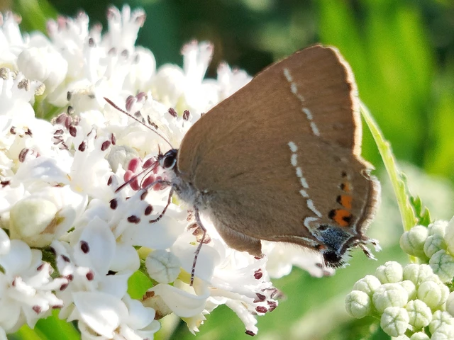Satyrium spini - kökény-csücsköslepke
