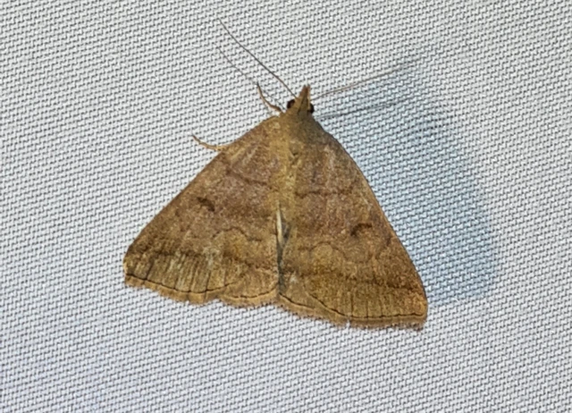 Zanclognatha lunalis - pelyheslábú karcsúbagoly