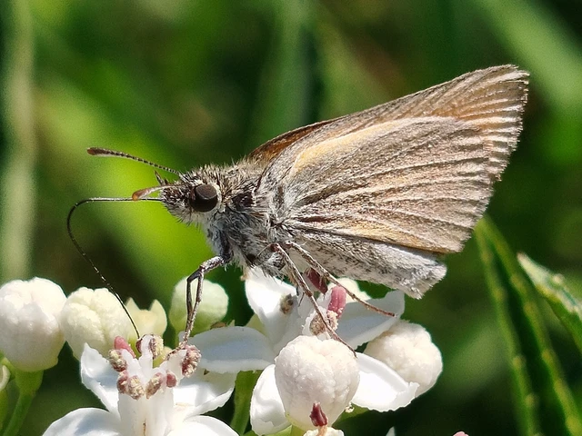 Thymelicus sylvestris - barna busalepke