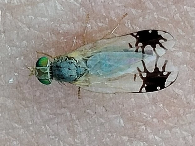 Diptera - Kétszárnyúak