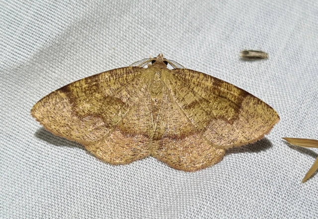 Plagodis pulveraria - szemcsés araszoló