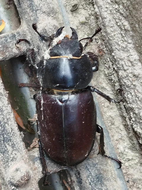 Lucanus cervus - nagy szarvasbogár