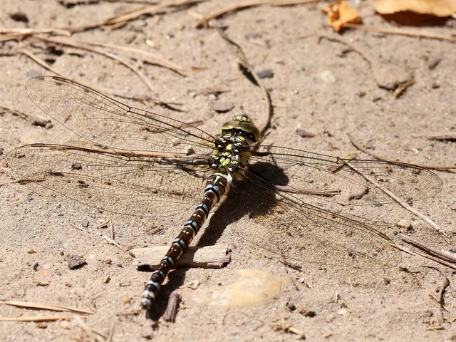 Aeshna cyanea - sebes karcsúacsa Aeshna cyanea - sebes karcsúacsa